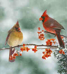 [State Bird, Cardinal]