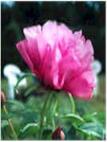 [State Flower, Peony]